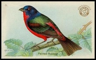 3 Painted Bunting